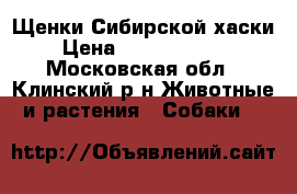 Щенки Сибирской хаски › Цена ­ 10000-15000 - Московская обл., Клинский р-н Животные и растения » Собаки   